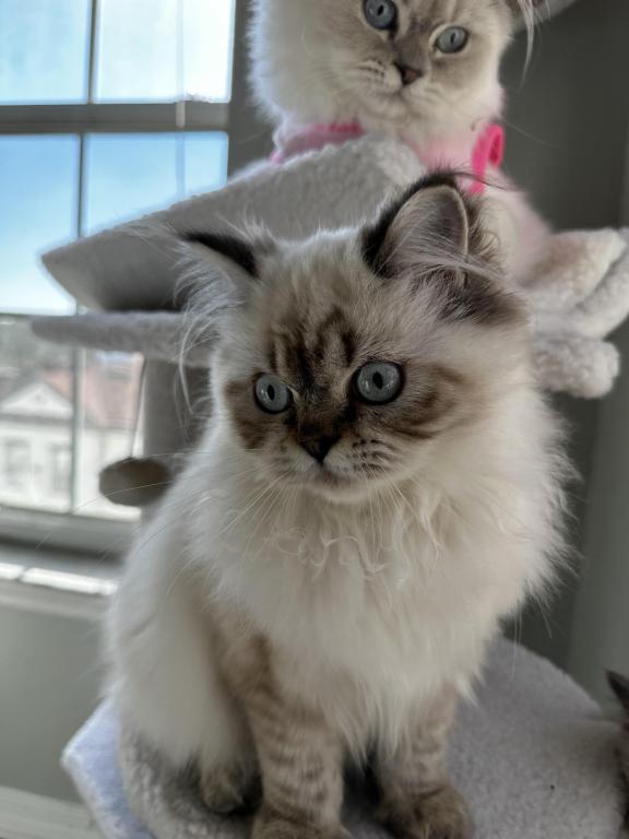 Himalayan Kitten Tara EXOTIC KITTY CATS SHOP