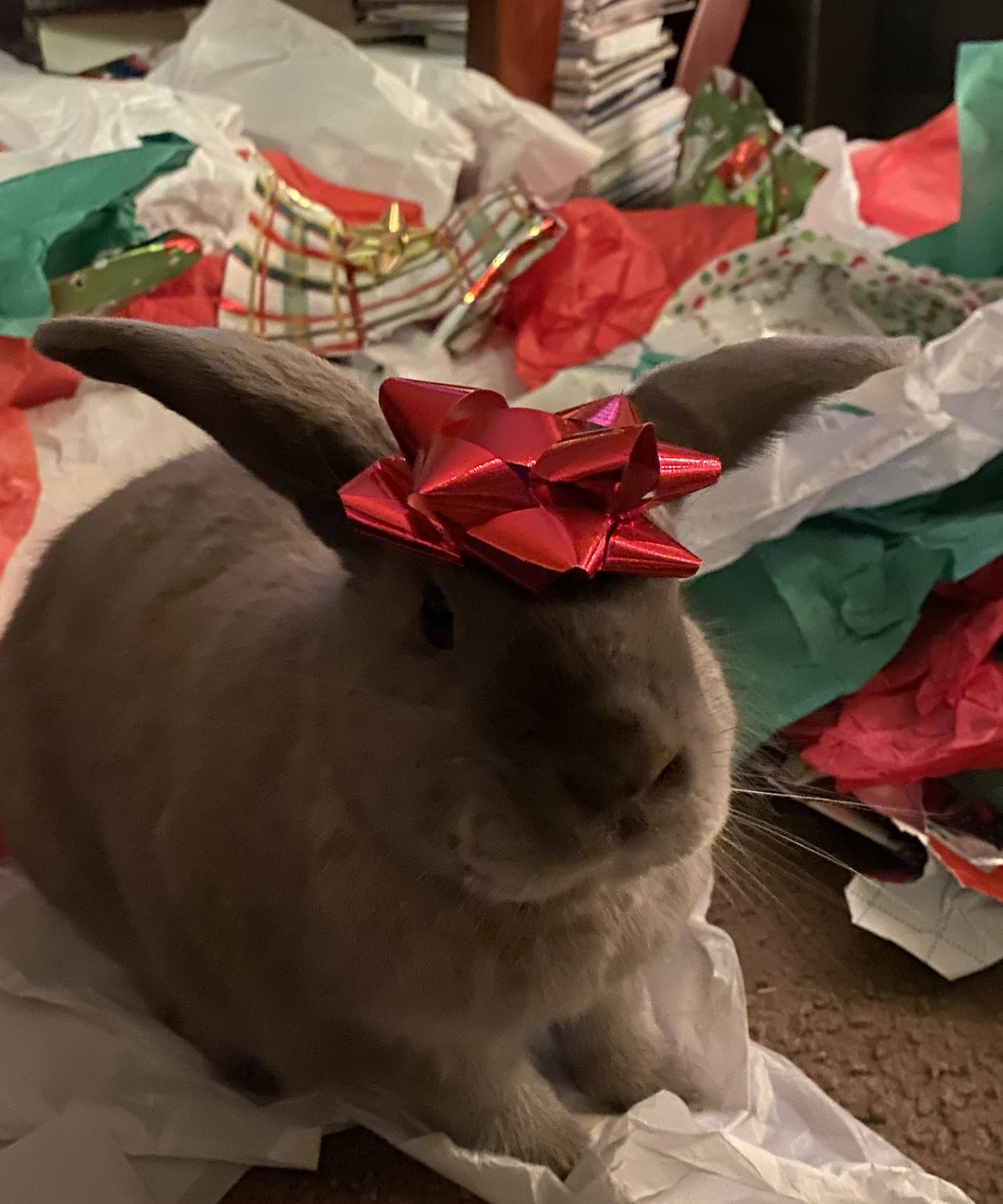 Exotic Pet Clinic of Santa Cruz Pet Gallery Scotts Valley, CA 95066