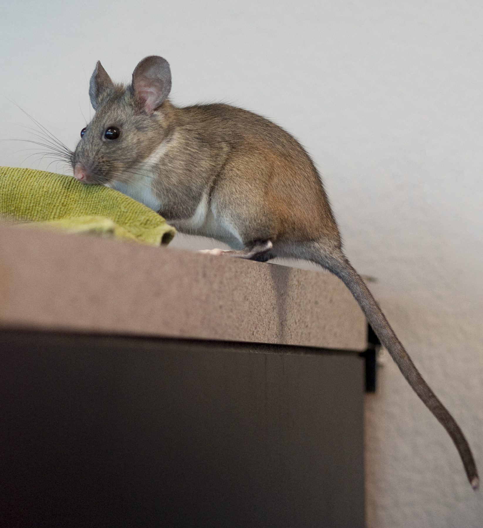 Exotic Pet Clinic of Santa Cruz Pet Gallery Scotts Valley, CA 95066