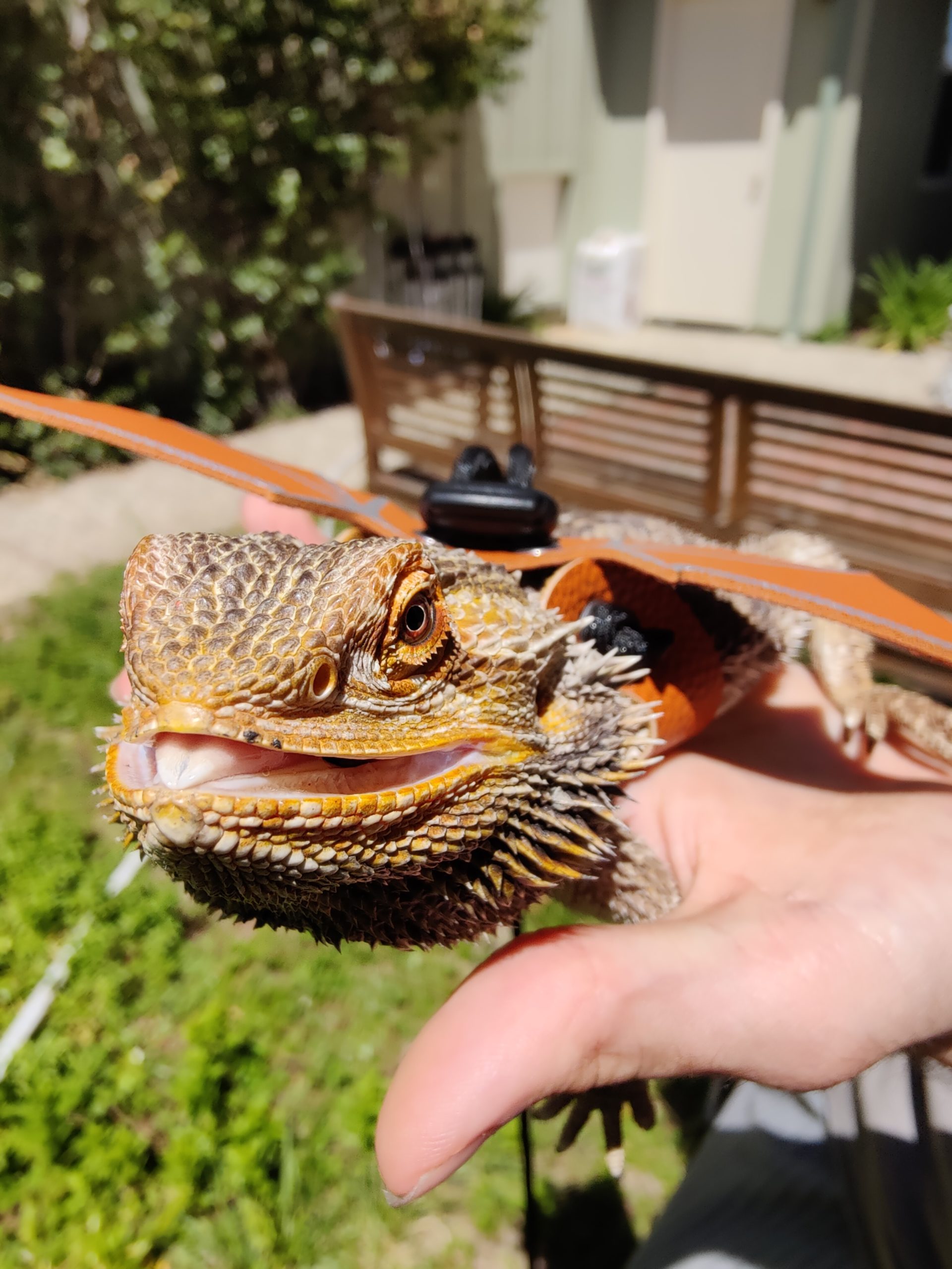 Exotic Pet Clinic of Santa Cruz Pet Gallery Scotts Valley, CA 95066