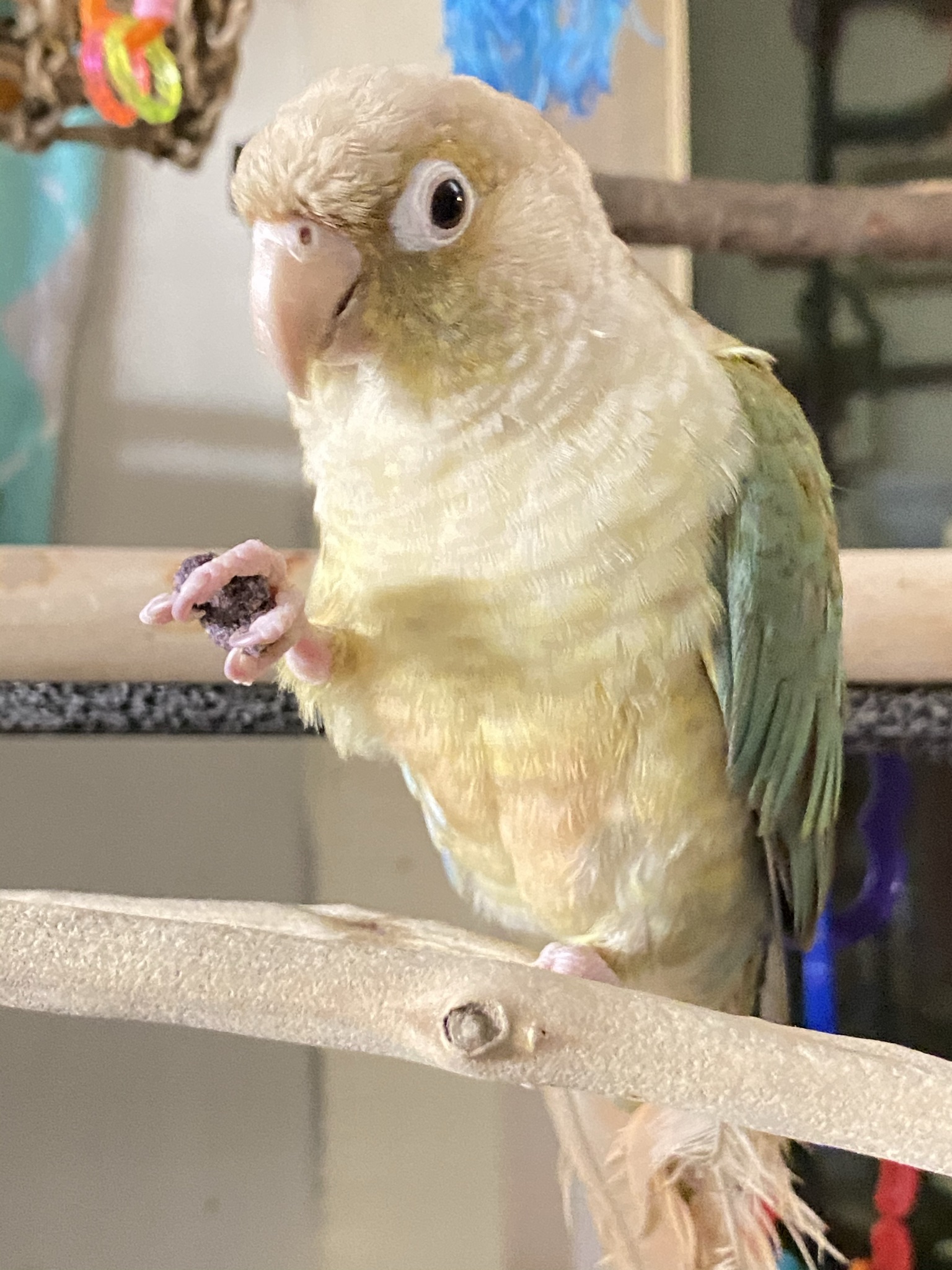 Exotic Pet Clinic of Santa Cruz Pet Gallery Scotts Valley, CA 95066