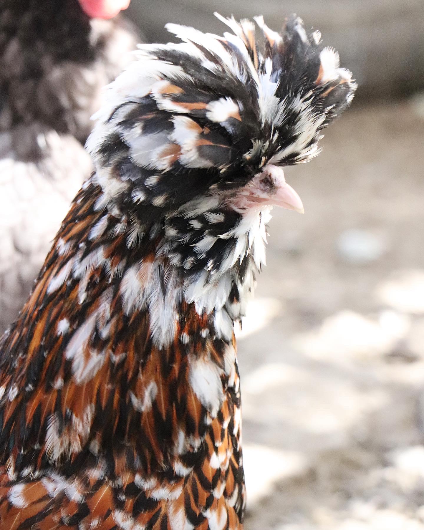 Exotic Pet Clinic of Santa Cruz Pet Gallery Scotts Valley, CA 95066