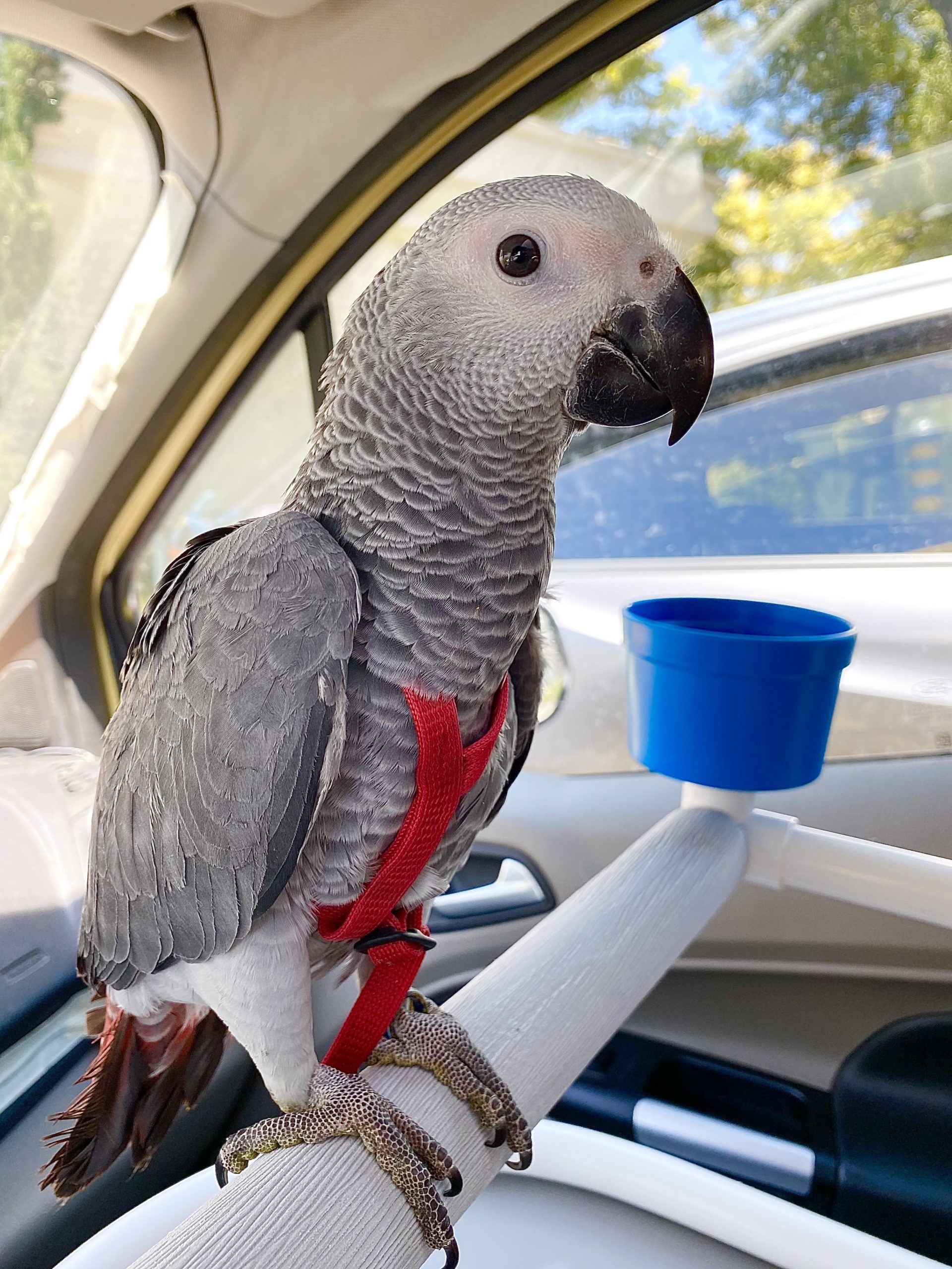 Exotic Pet Clinic of Santa Cruz Pet Gallery Scotts Valley, CA 95066