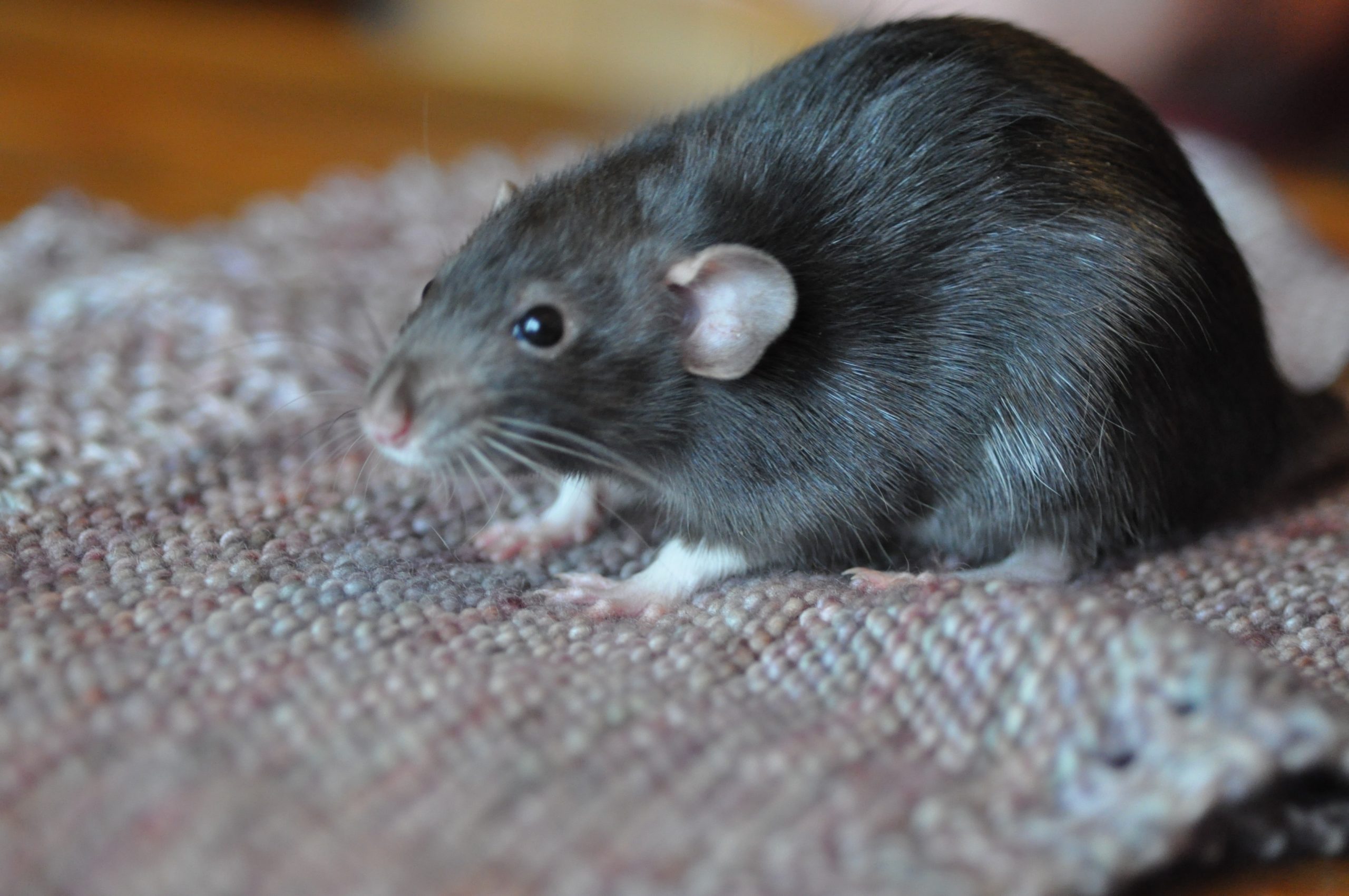 Exotic Pet Clinic of Santa Cruz Pet Gallery Scotts Valley, CA 95066