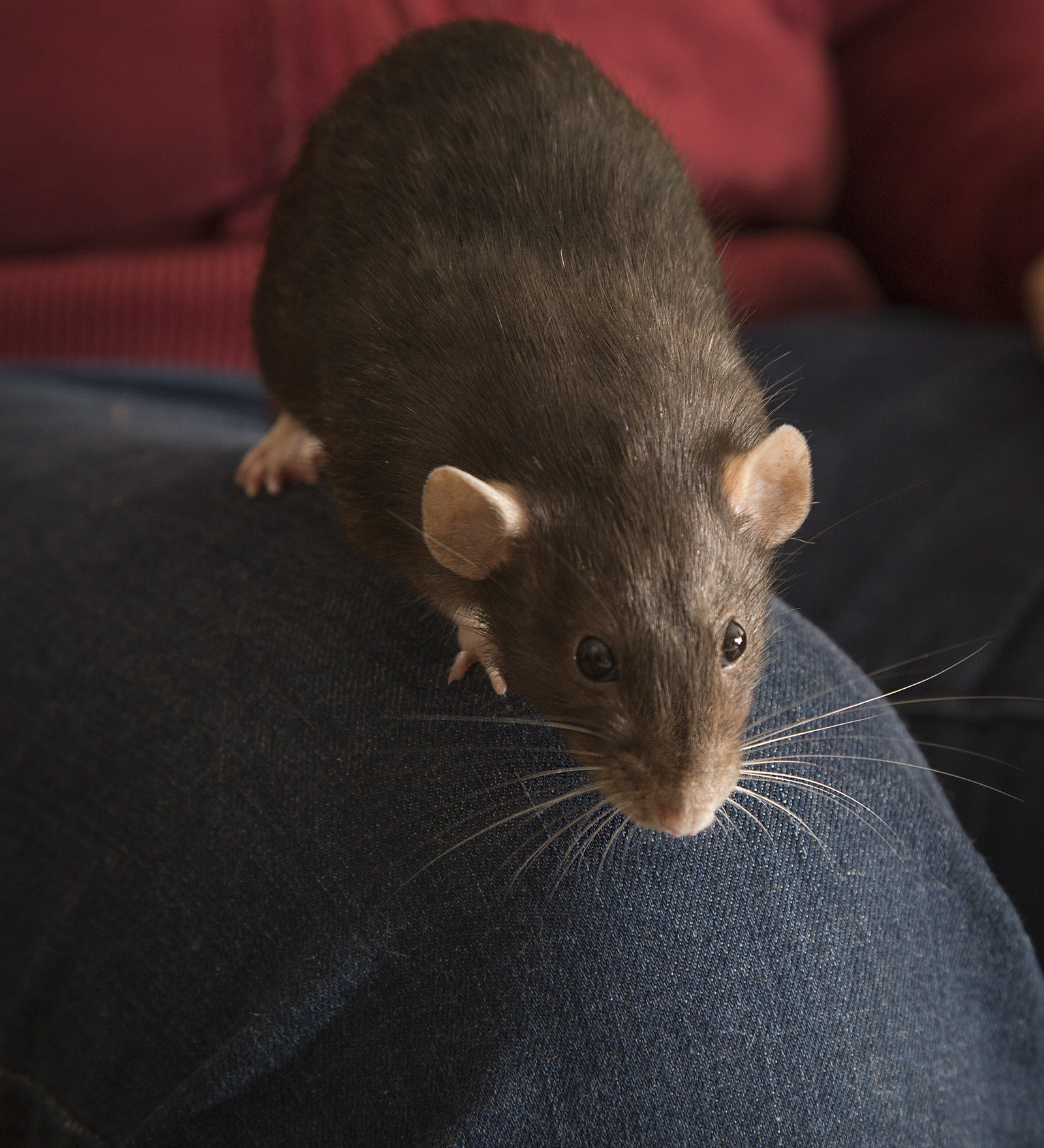 Exotic Pet Clinic of Santa Cruz Pet Gallery Scotts Valley, CA 95066