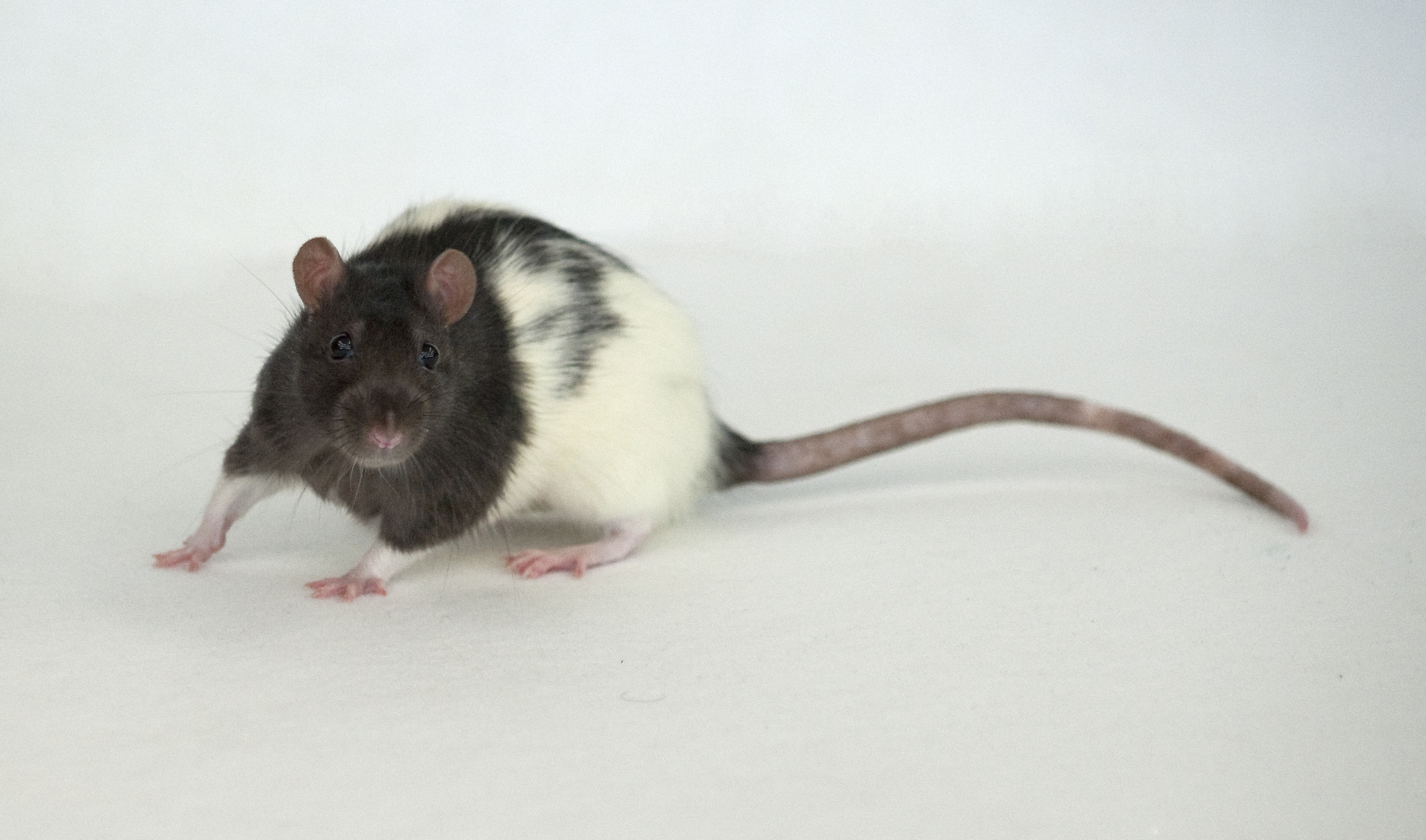 Exotic Pet Clinic of Santa Cruz Pet Gallery Scotts Valley, CA 95066