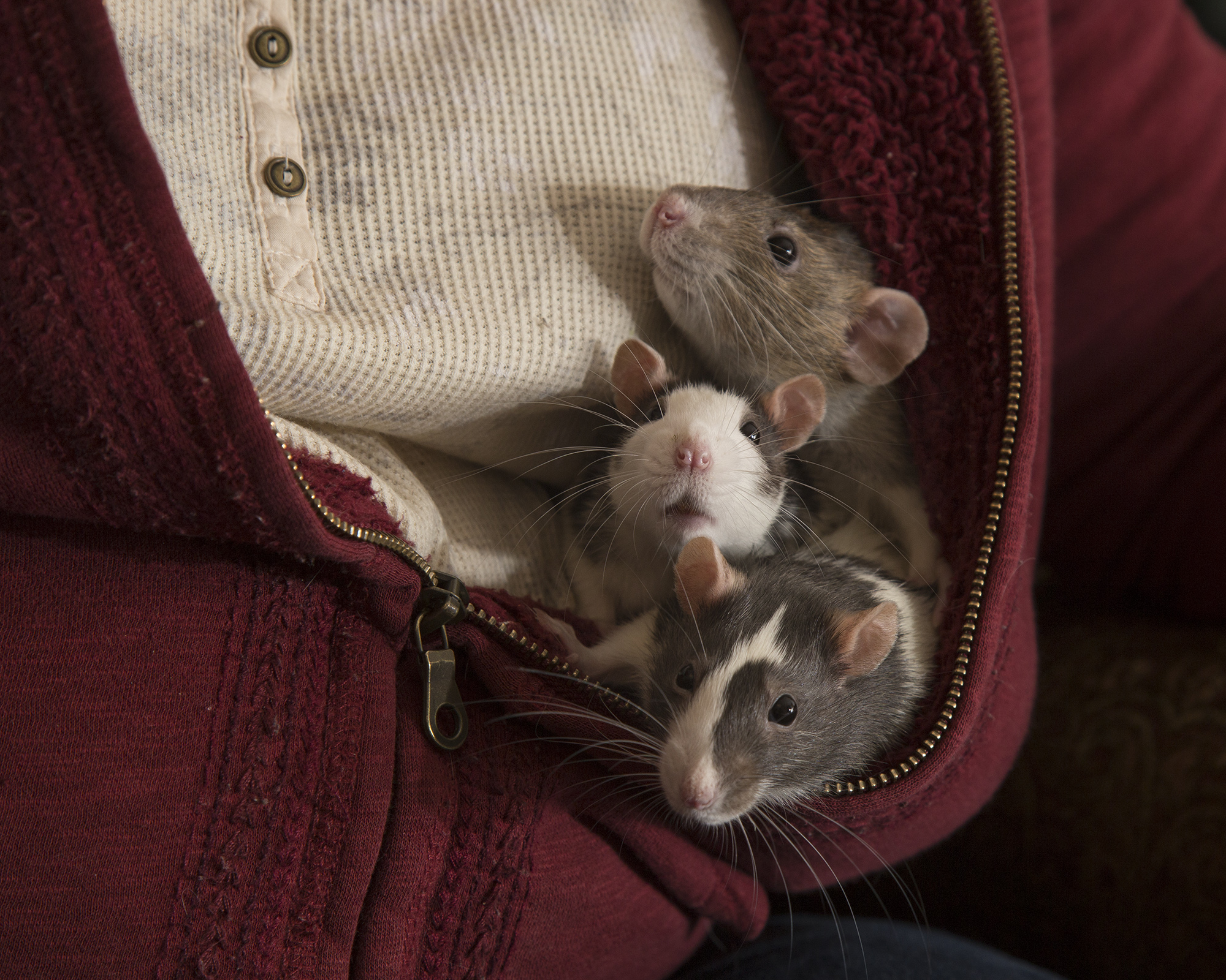 Exotic Pet Clinic of Santa Cruz Pet Gallery Scotts Valley, CA 95066