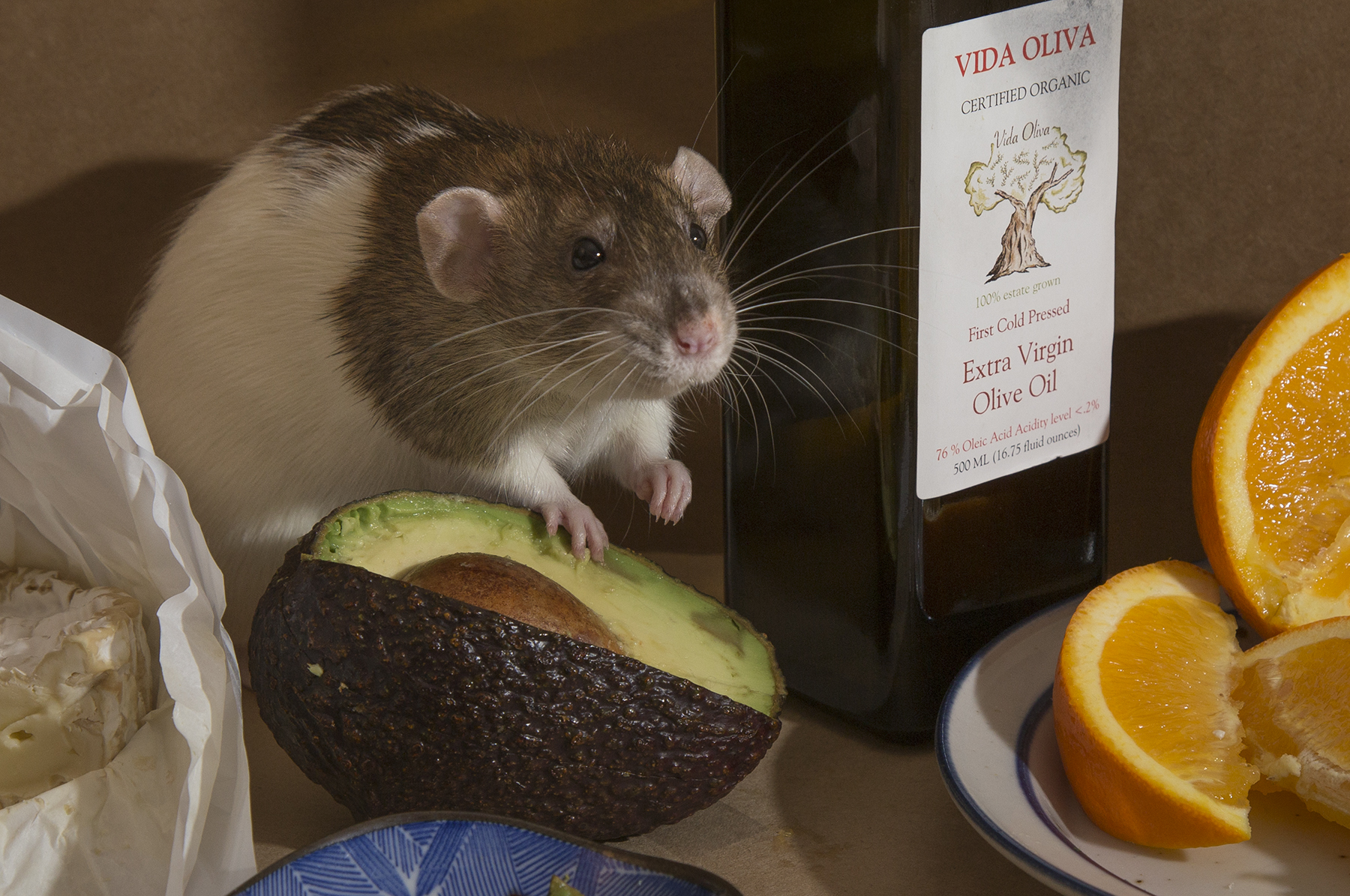 Exotic Pet Clinic of Santa Cruz Pet Gallery Scotts Valley, CA 95066