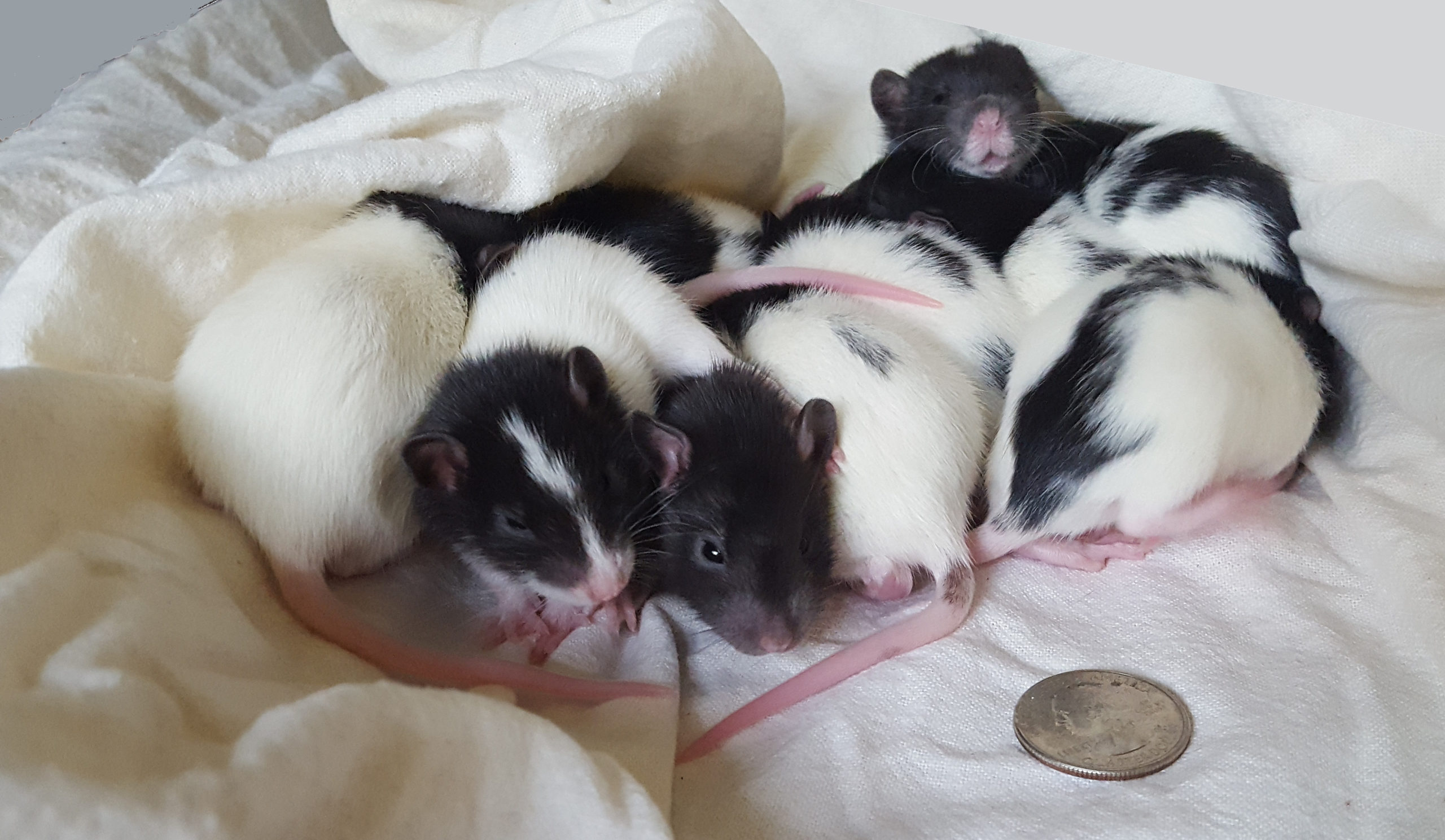 Exotic Pet Clinic of Santa Cruz Pet Gallery Scotts Valley, CA 95066