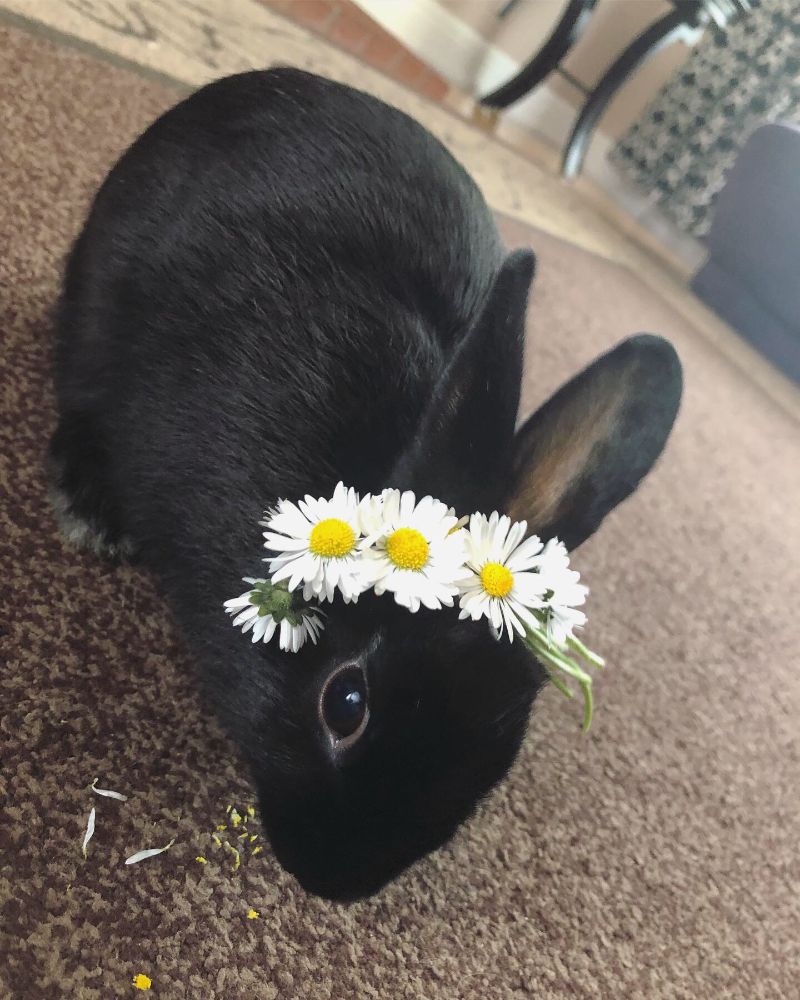 Exotic Pet Clinic of Santa Cruz Pet Gallery Scotts Valley, CA 95066