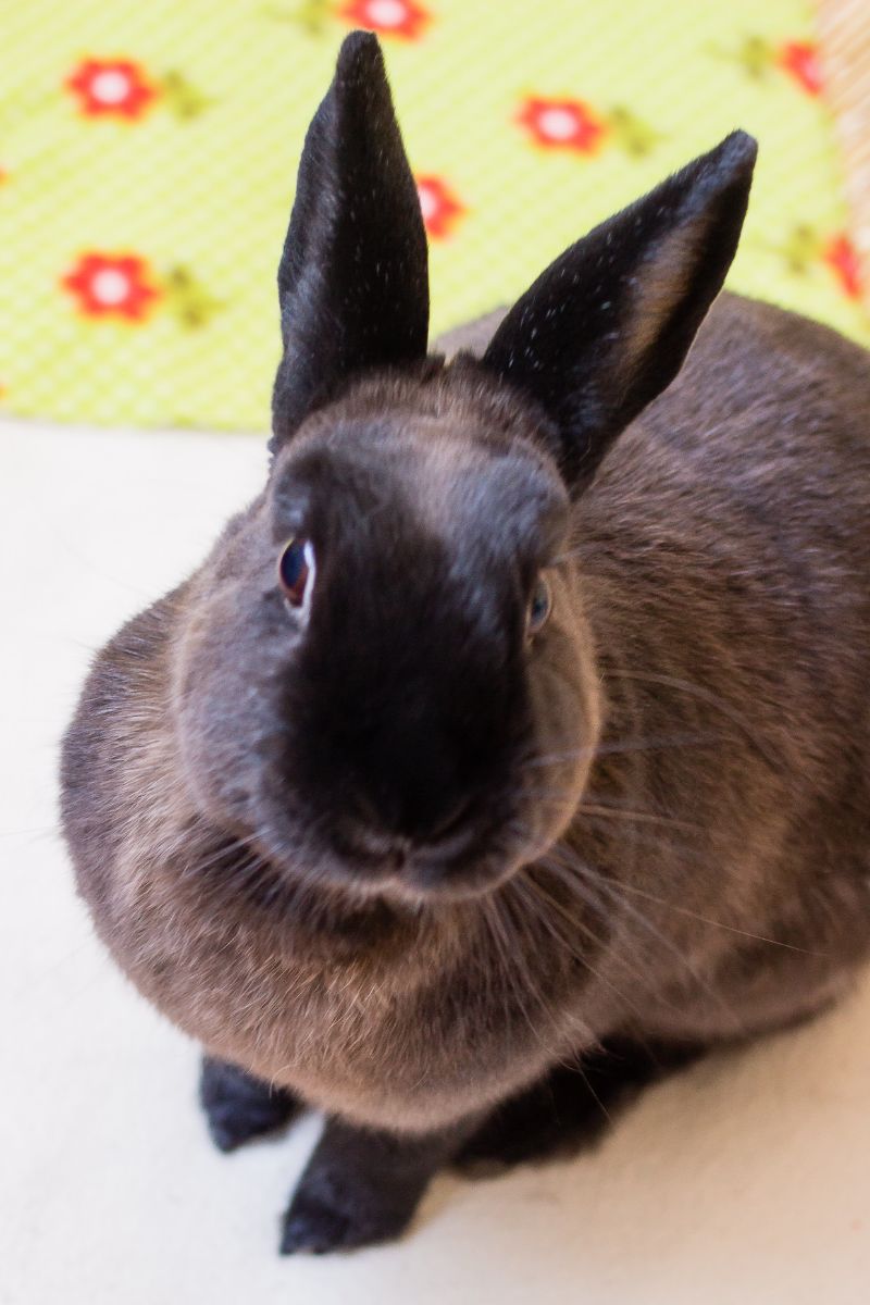 Exotic Pet Clinic of Santa Cruz Pet Gallery Scotts Valley, CA 95066