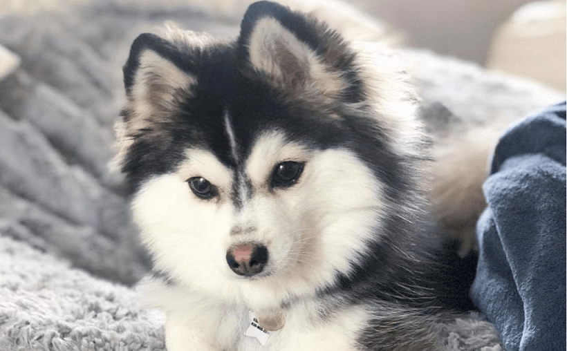 Pomsky Everything you need to know