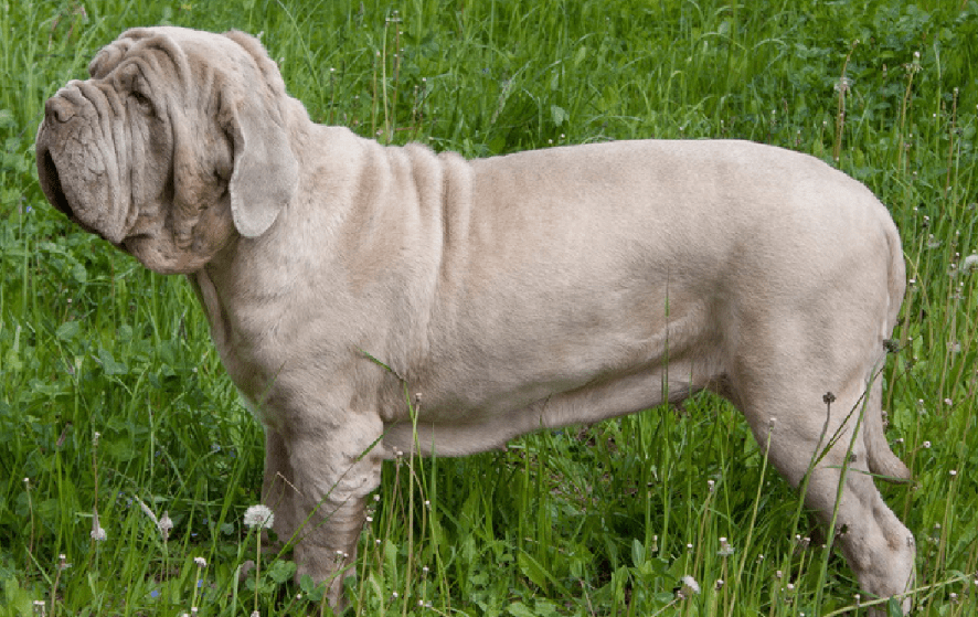 Neapolitan Mastiff characteristics and care