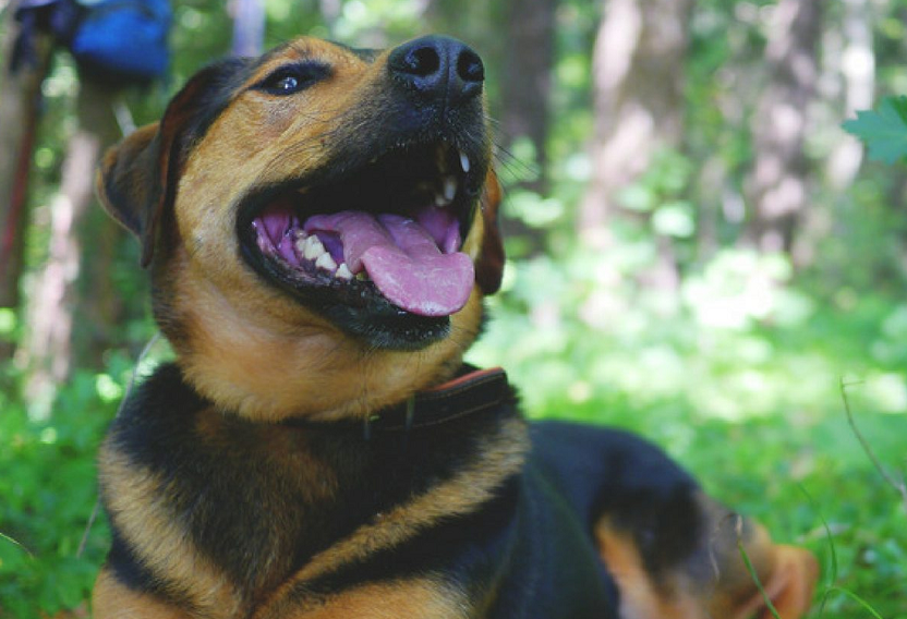 When do dogs change their teeth?