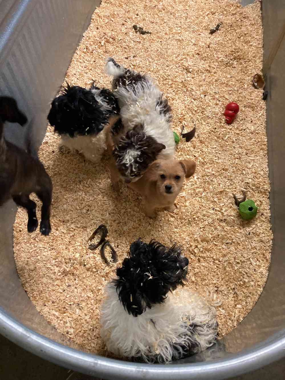 Exotic Pets For Sale in Billings, MT Exotic Animals