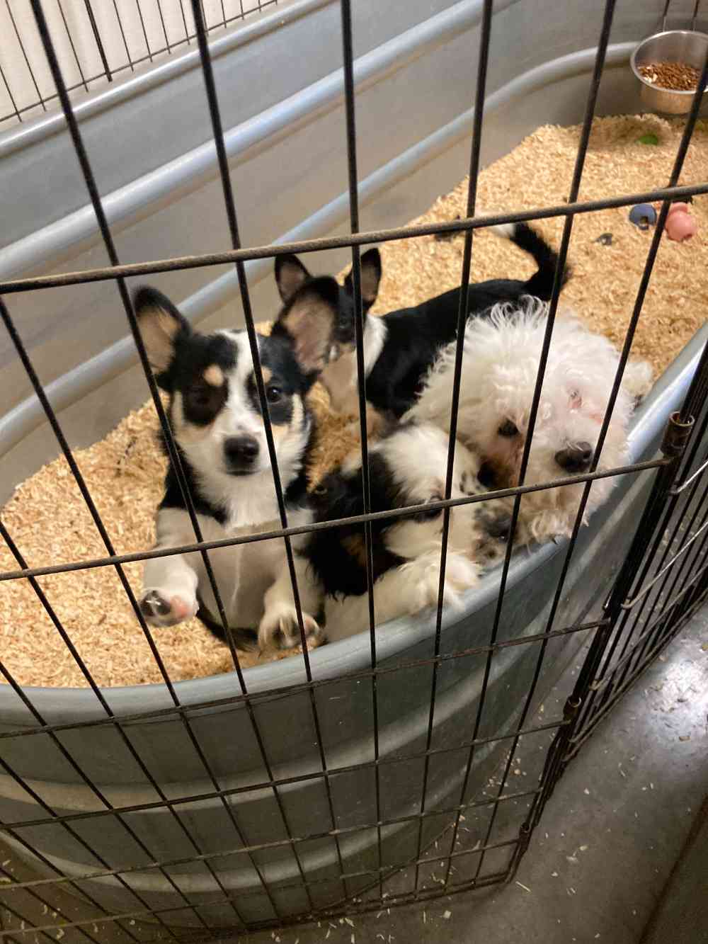 Exotic Pets For Sale in Billings, MT Exotic Animals