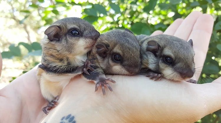 Sugar Gliders As Pets Everything You Need To Know