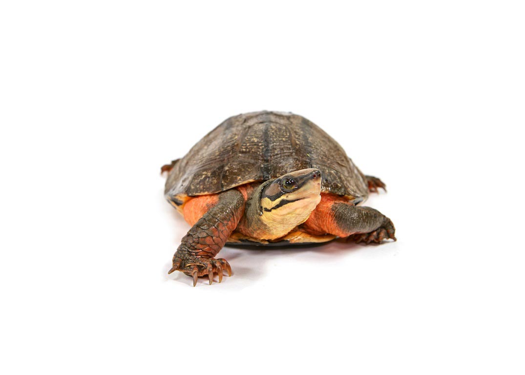 Chinese Golden Coin Turtle exotic tortoises turtles to buy online,