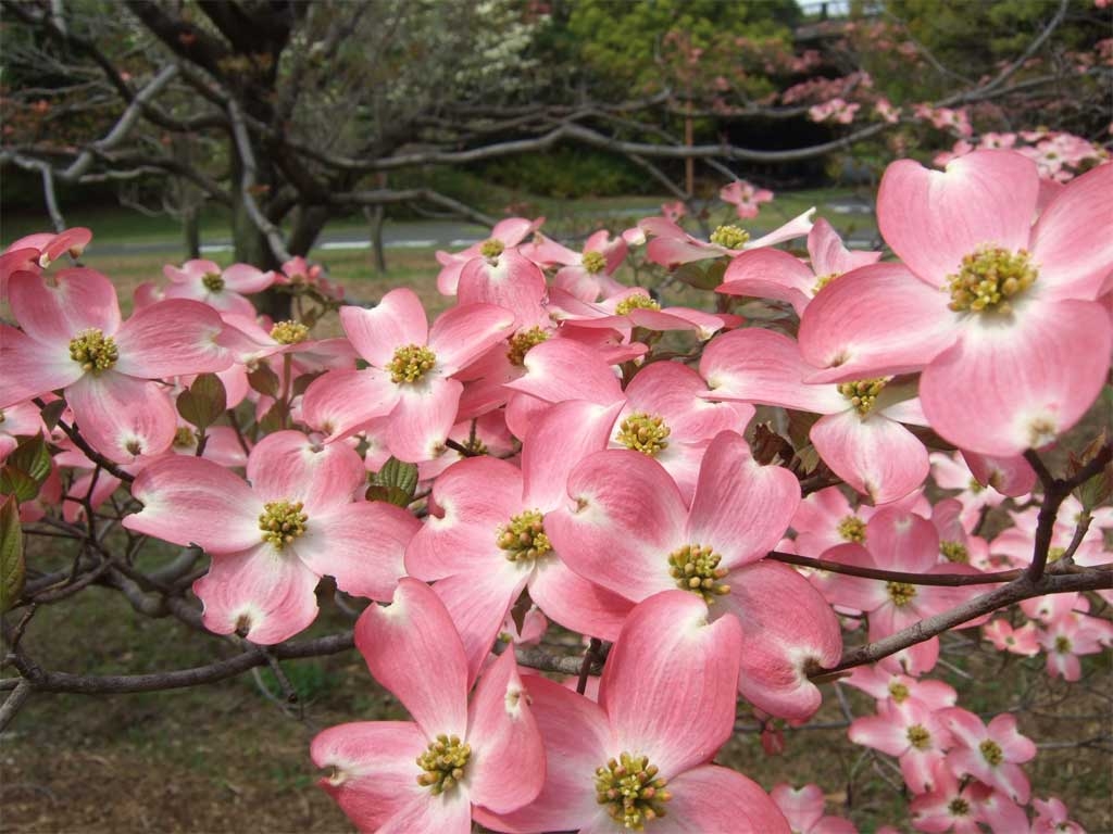 Tokyo Flowers in Spring The Expat's Guide to Japan