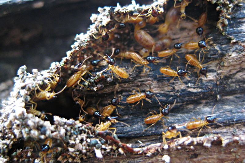 Termite Control Sydney Expel Pest Control Solutions