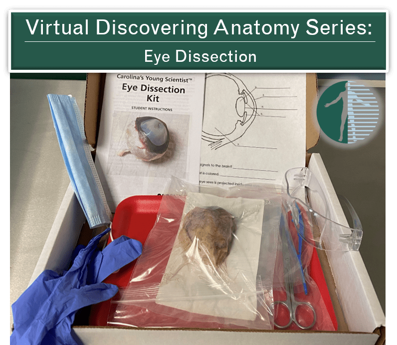 Virtual Discovering Anatomy Series Eye Dissection » Experience Anatomy