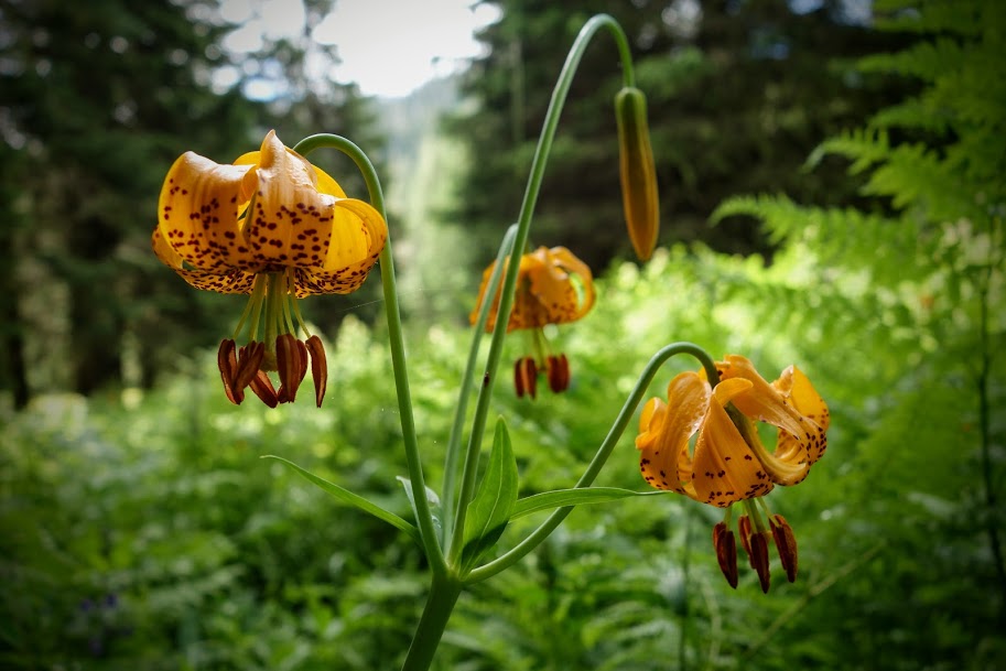 The Willamette Valley in Bloom! Top Wildflower Viewing Spots. Experience Indy Oregon