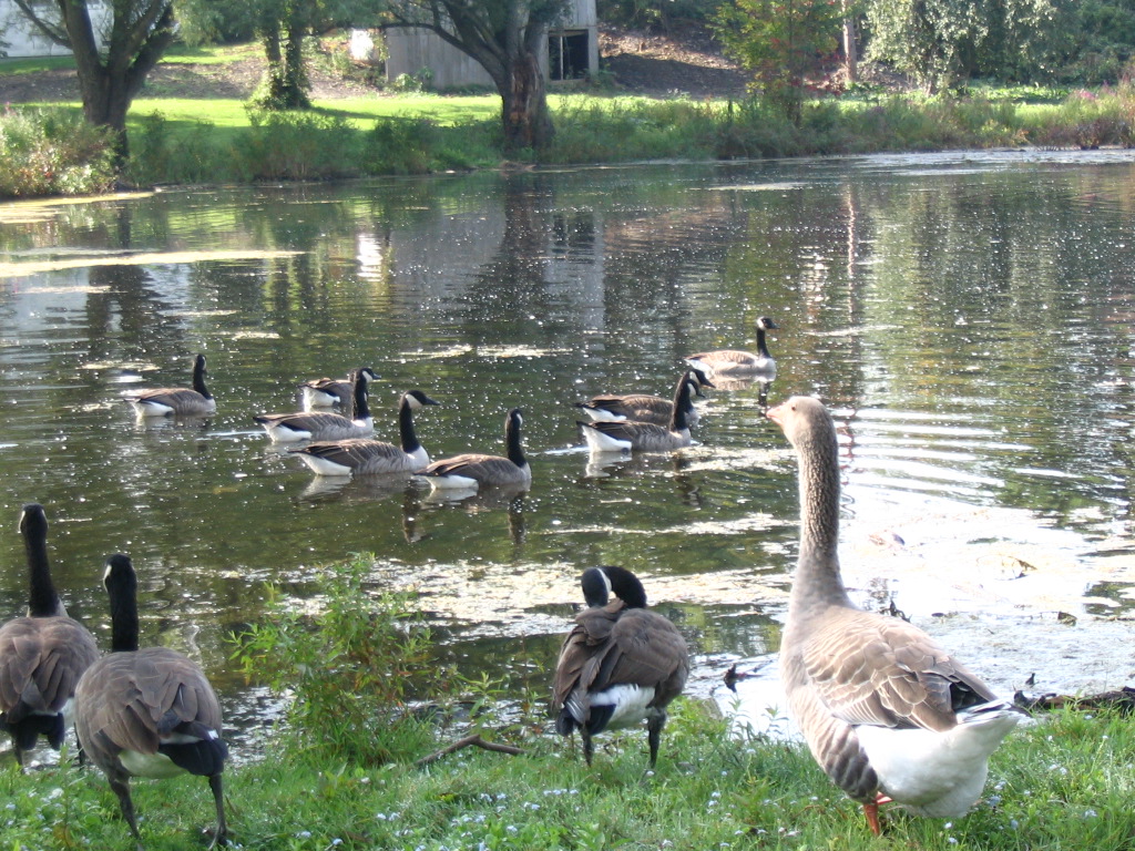 Nichols Pond Park Experience Tioga Events, Restaurants