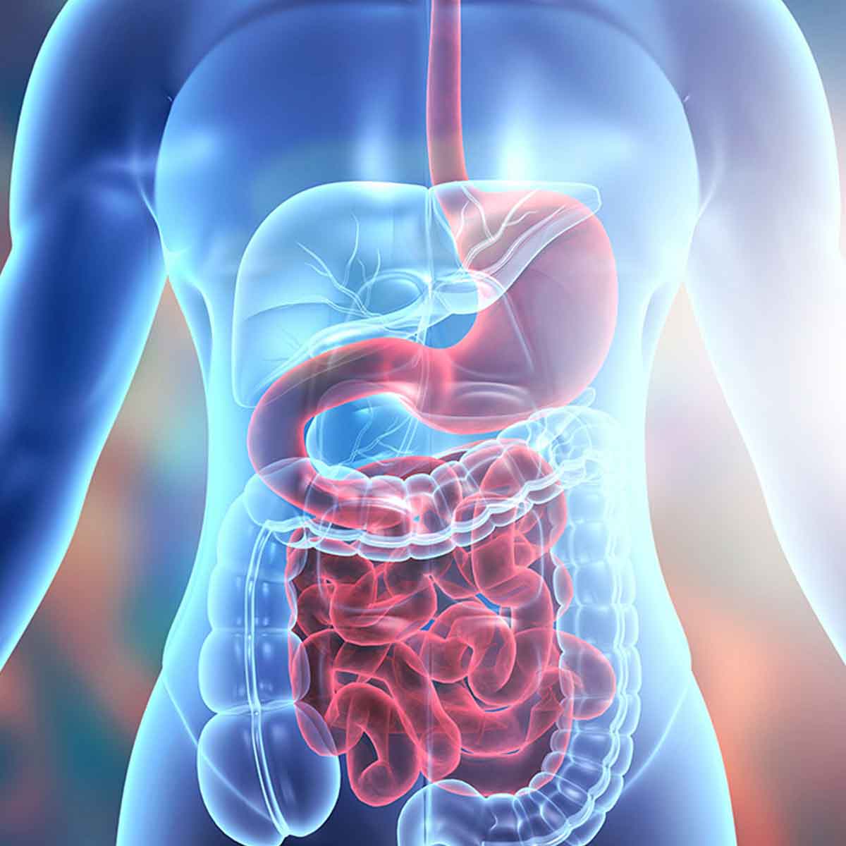 Digestion Experihub Learning