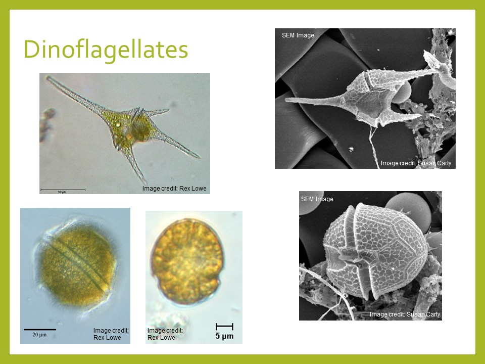 What Are Algae? Experiment