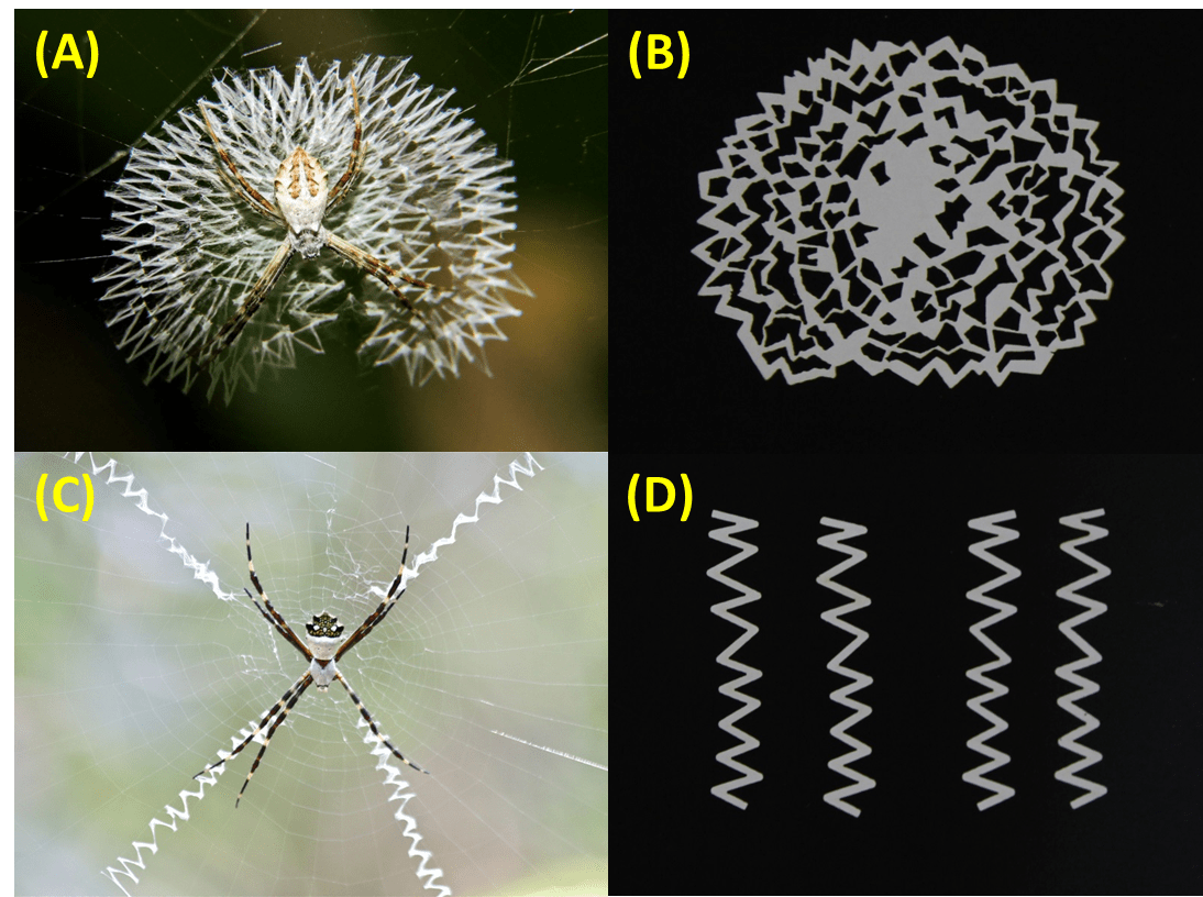Why do spiders decorate their webs? Experiment