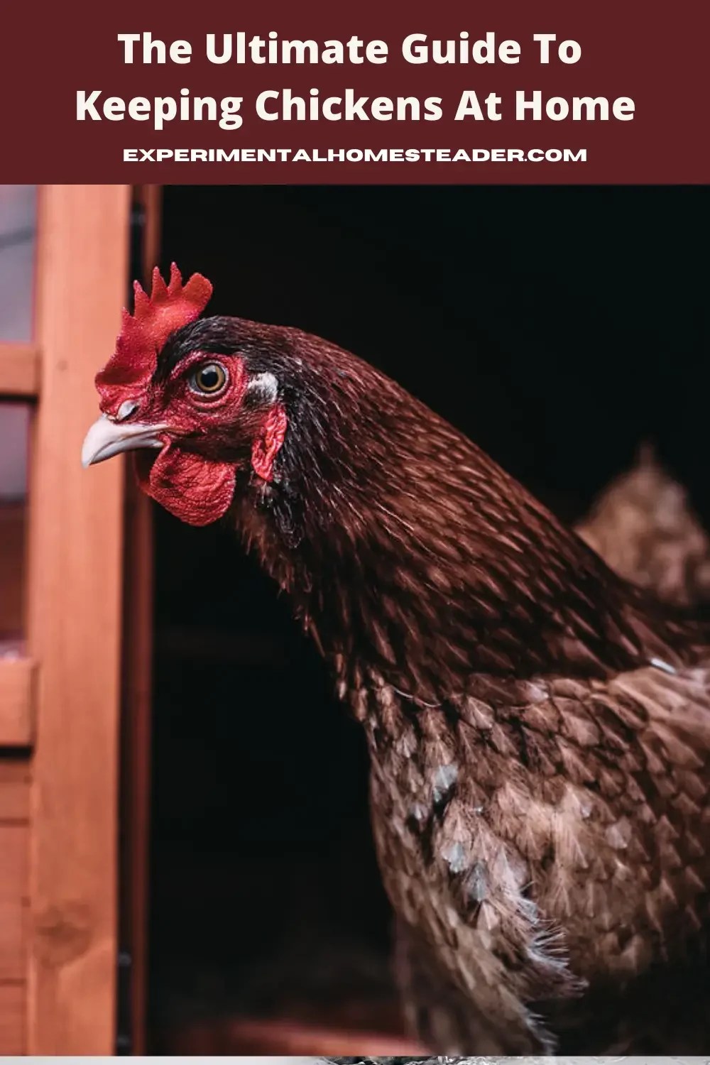 The Ultimate Guide To Keeping Chickens At Home Experimental Homesteader