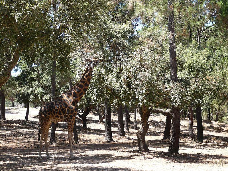 Top 5 Best Zoos To Visit In Portugal