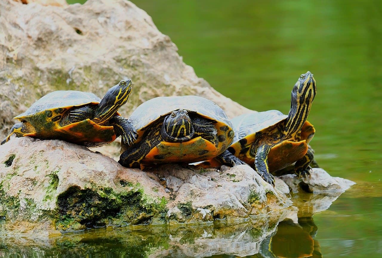 Turtle Vs Tortoise Vs Terrapin Differences & Requirements
