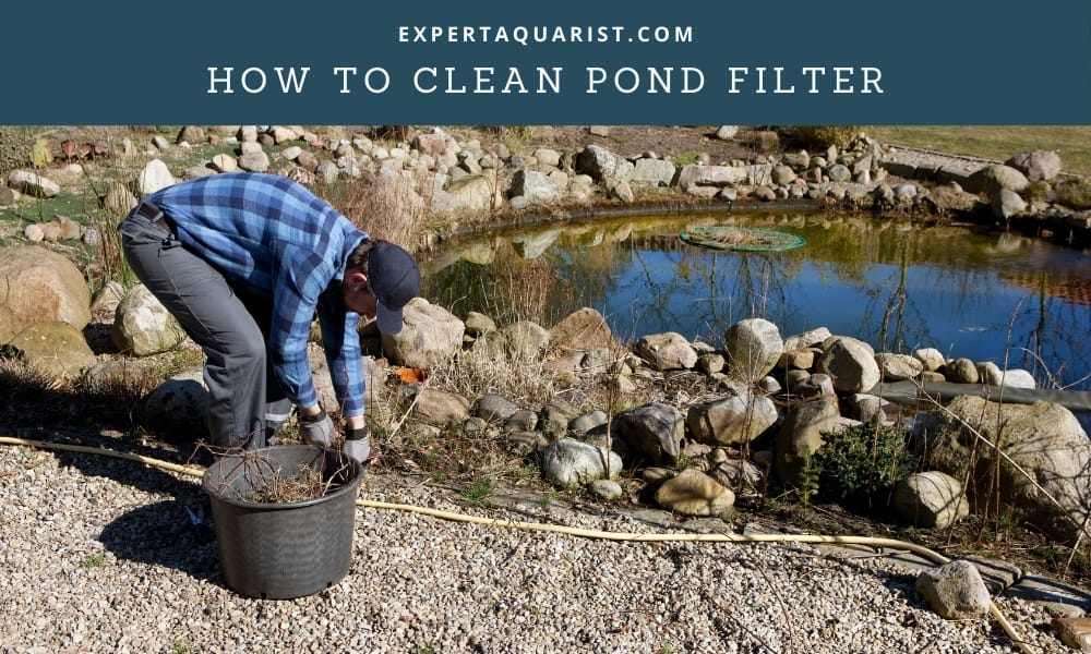 How To Clean Pond Filter (Without Harming The Beneficial Bacteria)