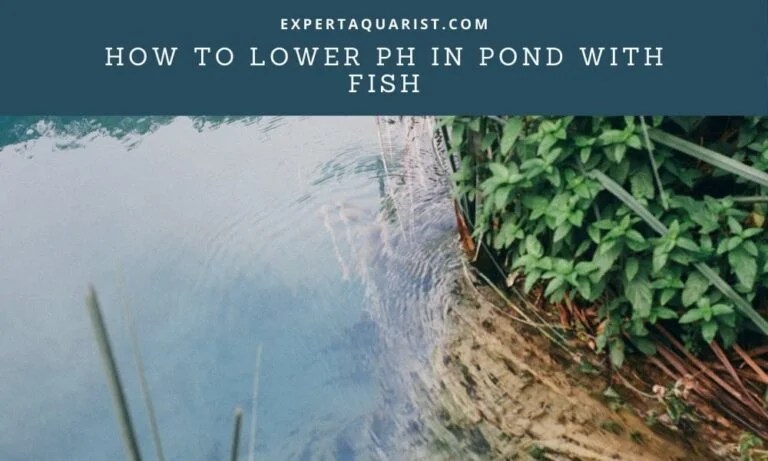 3 Safe Way To Lower pH In Pond With Fish