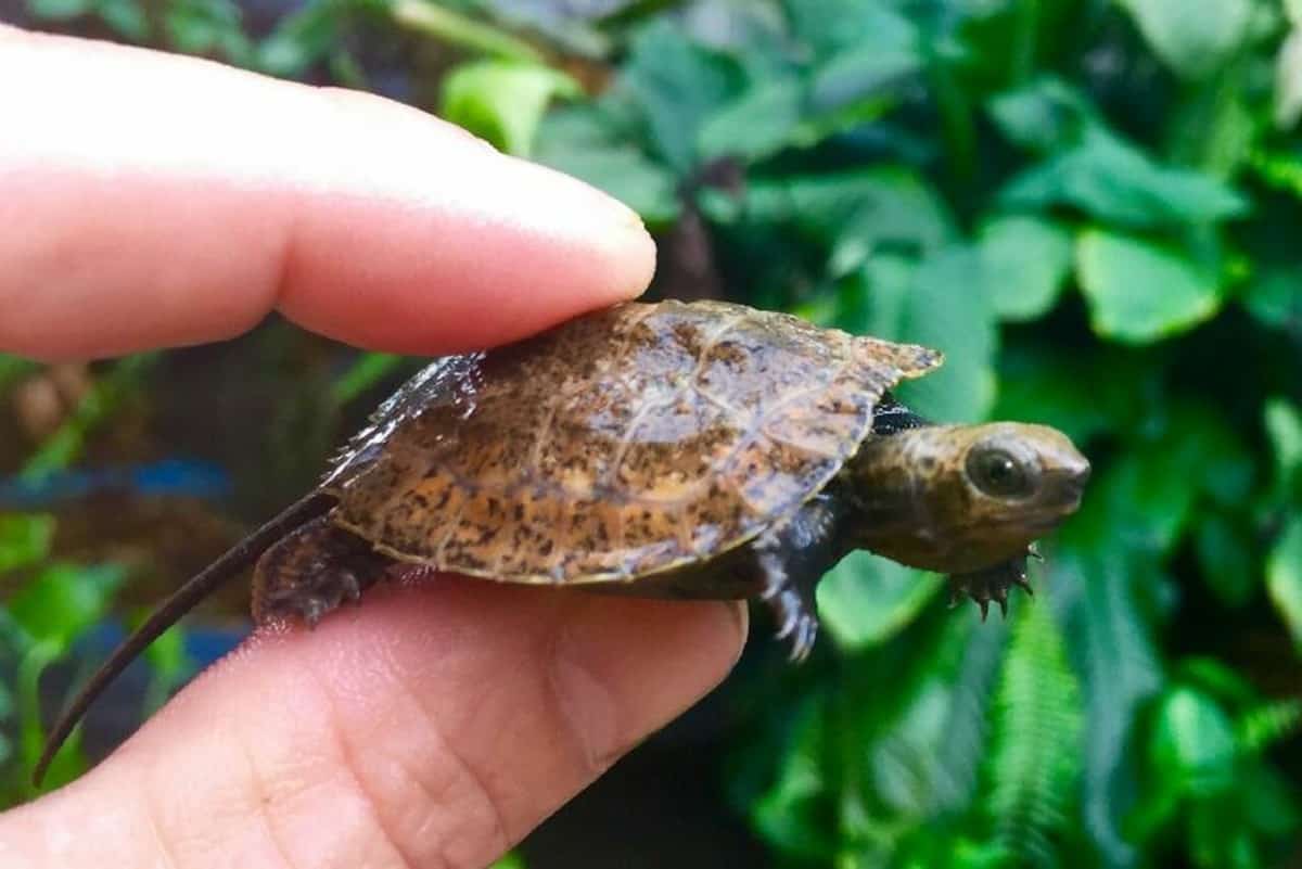 Types of Pond Turtle [20 Amazing Species You Can Keep In Your Backyard