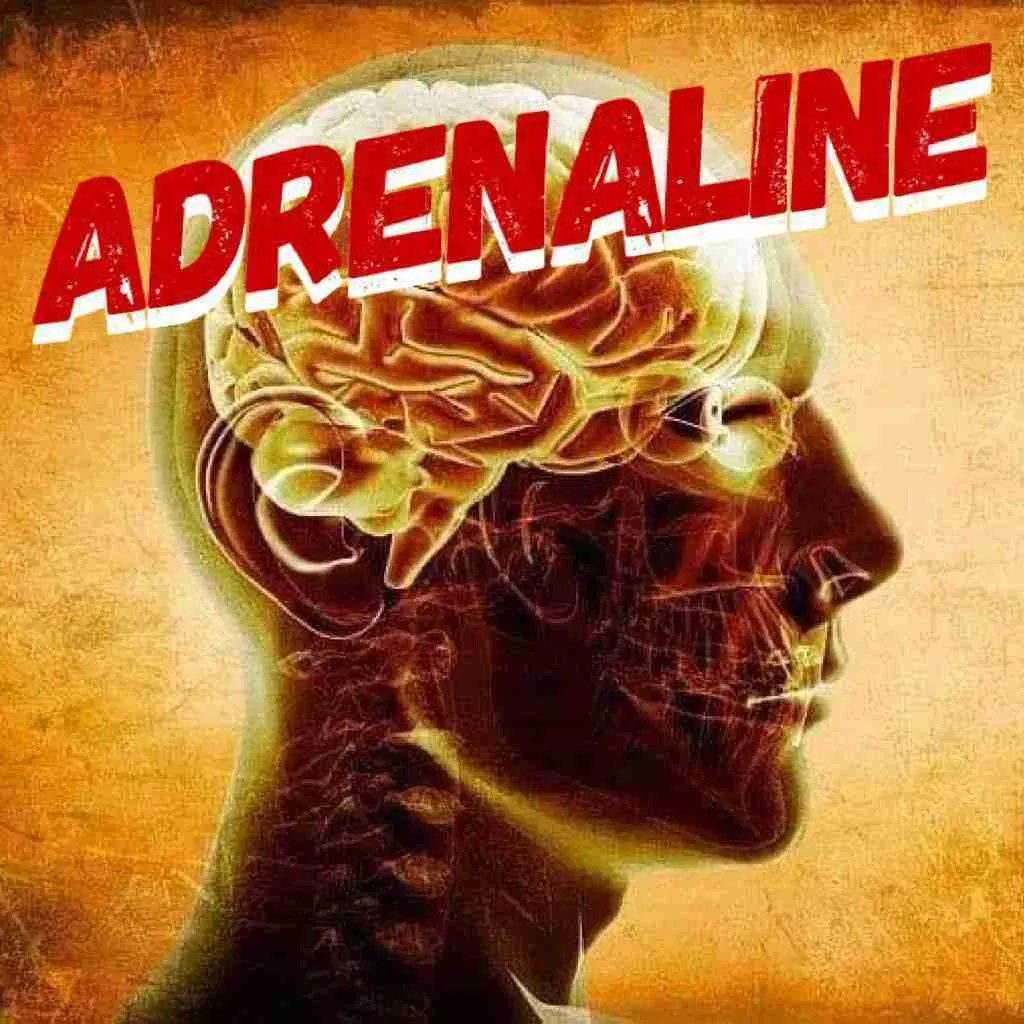 Adrenaline and effects on the body Fighting Tips Street Fight