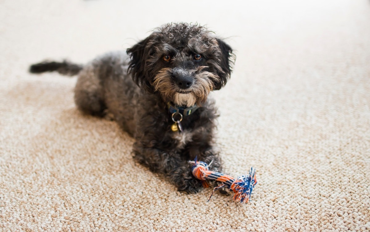 Carpet Flooring Nylon vs. Polyester