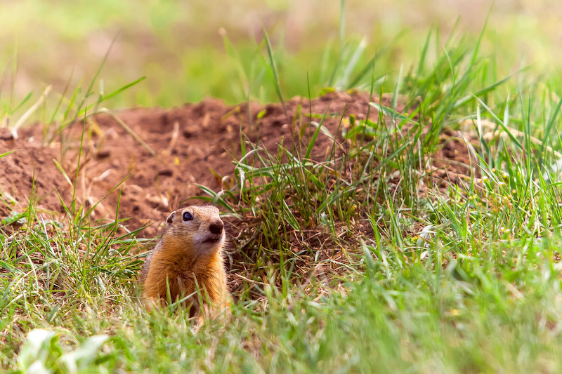 10 Ways To Get Rid of Gophers Naturally Expert Home Report