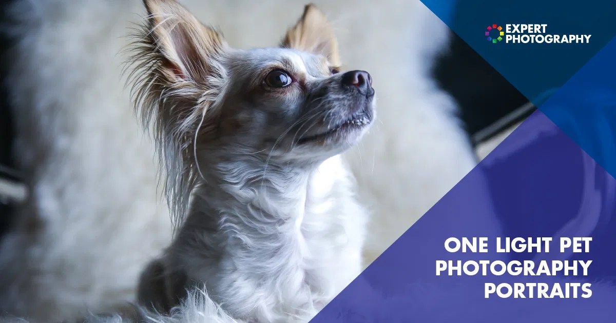 One Light Pet Photography Pet Portrait Lighting Tips
