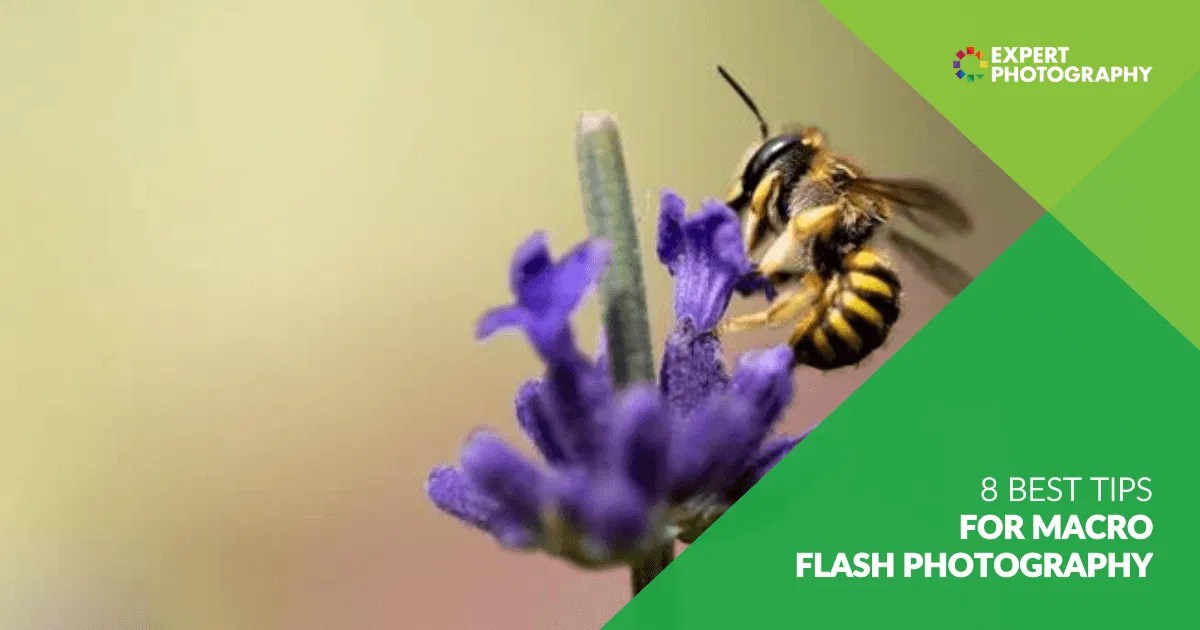 8 Best Tips For Macro Flash Photography Macro Lighting