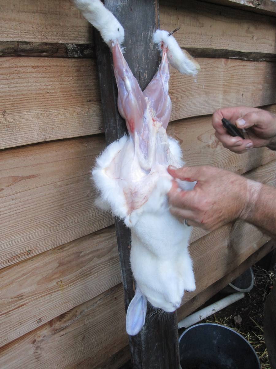 Even More on Breeding (and Butchering) Rabbits Expert