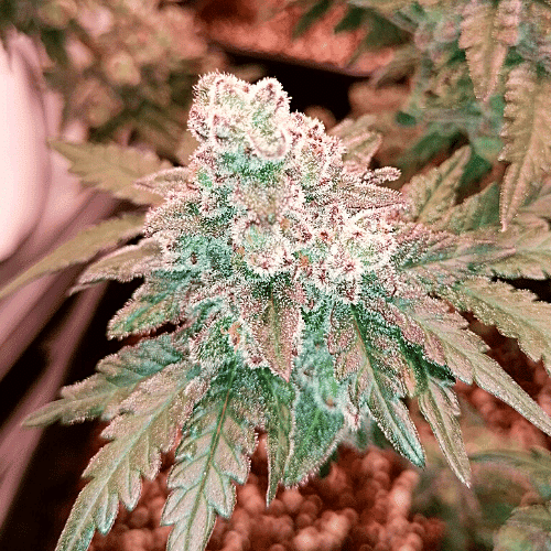 Gush Mints Expert Seed Bank