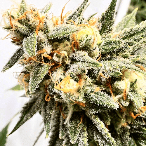 Kush Mints Expert Seed Bank