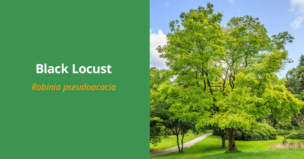 Beacon, NY’s 19 Most Common Trees and How to Care for Them Expert