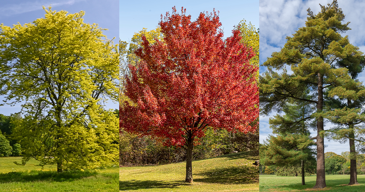 Red Hook, NY's 6 Most Common Trees and How to Maintain Them Expert