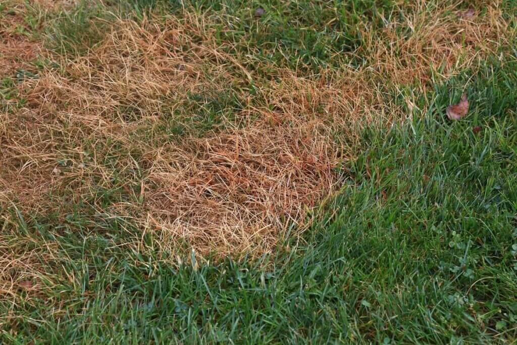 Prevent grub damage in your lawn