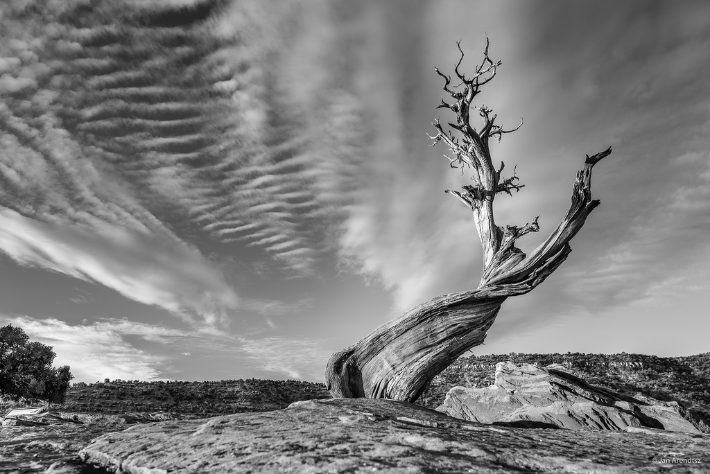 Do Dead Trees Talk? Expert Tree Consultant Expert Tree Consultant