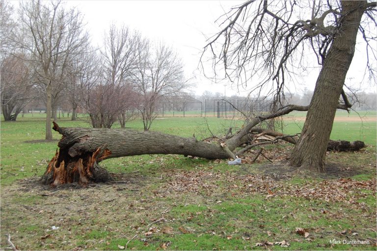 Why Does a Tree Fall? Expert Tree Consultant
