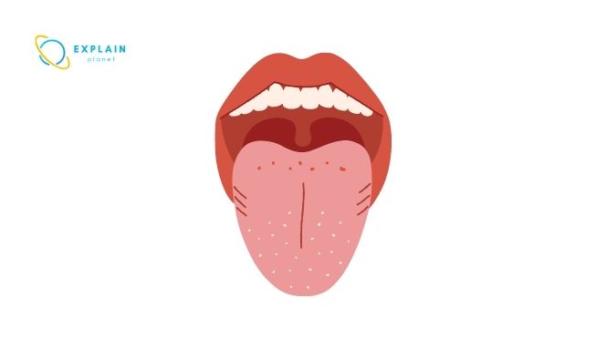 List of 10 Human Body Parts That Start with G - Explain Planet